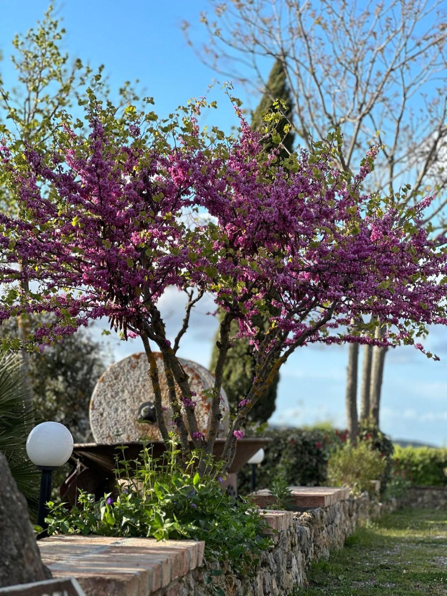 Antico Borgo Il Cardino Bed & Breakfast San Gimignano Luaran gambar